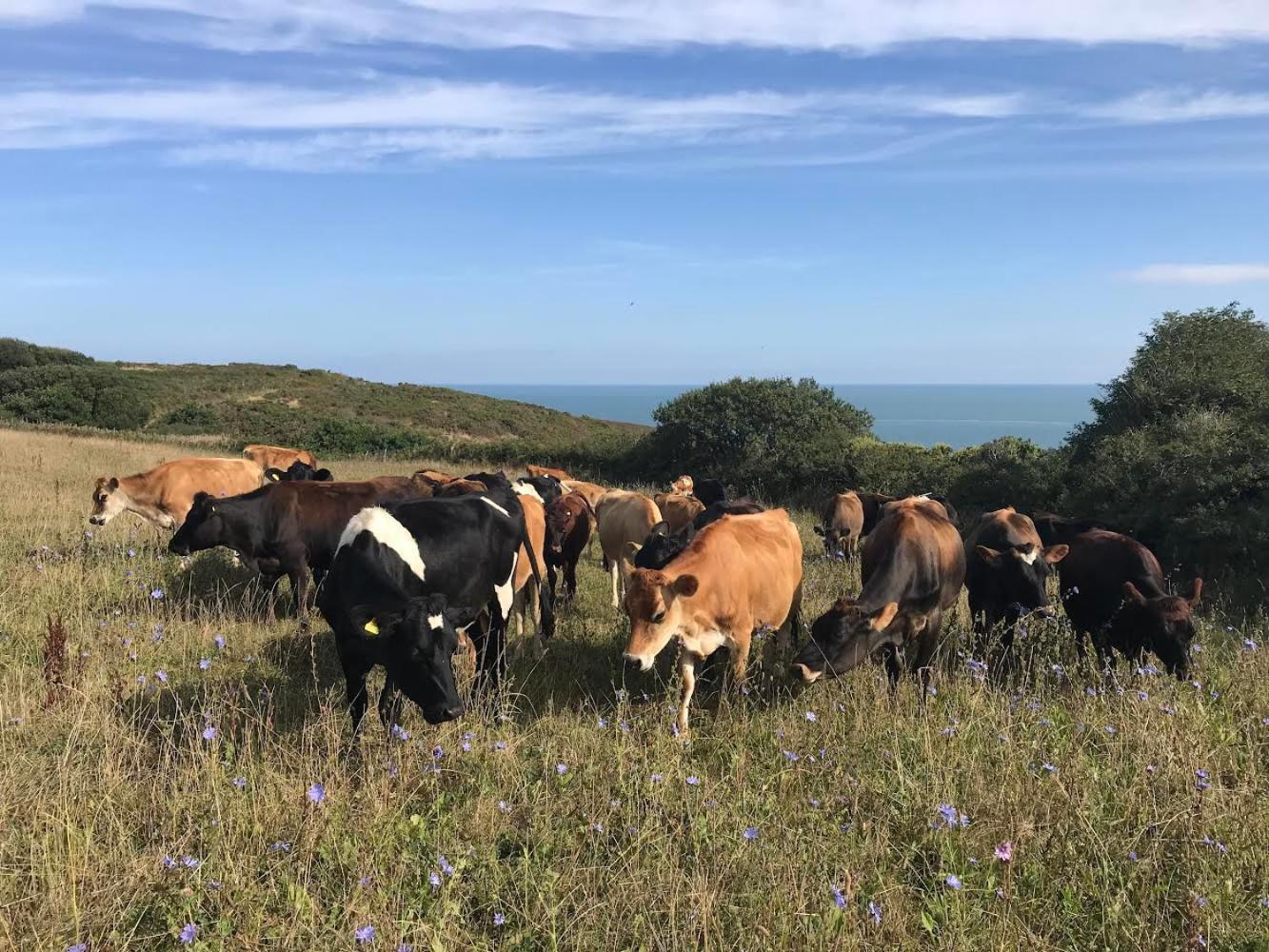 Penrhiw Farm Goodwick